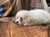Sno, a male Maltipoo for sale in Winnsboro, TX – Photo 5 of 9