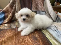 Sno, a male Maltipoo for sale in Winnsboro, TX – Photo 6 of 9