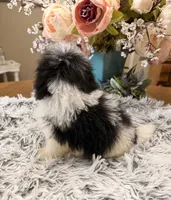 Gus, a male Maltipoo for sale in Winnsboro, TX – 4 of 6