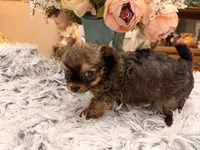 Lil Jimmy , a male Poodle - Toy  for sale in Winnsboro, TX – 7 of 10