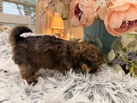 Lil Jimmy , a male Poodle - Toy  for sale in Winnsboro, TX – 6 of 10