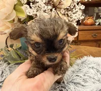 Lil Jimmy , a male Poodle - Toy  for sale in Winnsboro, TX – 3 of 10