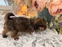 Lil Jimmy , a male Poodle - Toy  for sale in Winnsboro, TX – 10 of 10