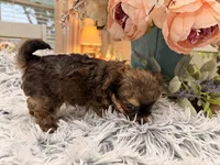 Lil Jimmy , a male Poodle - Toy  for sale in Winnsboro, TX – 9 of 10