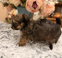Lil Jimmy , a male Poodle - Toy  for sale in Winnsboro, TX – 4 of 10