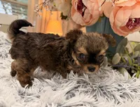 Lil Jimmy , a male Poodle - Toy  for sale in Winnsboro, TX – 5 of 10