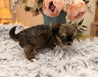 Lil Jimmy , a male Poodle - Toy  for sale in Winnsboro, TX – 8 of 10