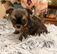 Lil Jimmy , a male Poodle - Toy  for sale in Winnsboro, TX – 2 of 10