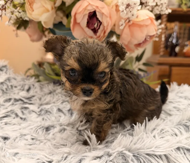 Lil Jimmy  – Poodle - Toy  puppy for sale in Winnsboro, TX