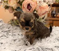 Lil Jimmy , a male Poodle - Toy  for sale in Winnsboro, TX – 1 of 10