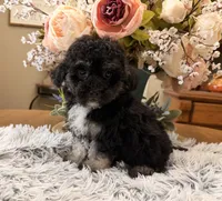Andy, a male Maltipoo for sale in Winnsboro, TX – 5 of 6
