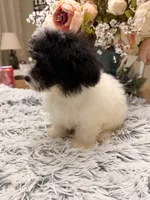 Beau, a male Maltipoo for sale in Winnsboro, TX – 4 of 6