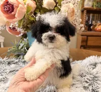 Gus, a male Maltipoo for sale in Winnsboro, TX – 2 of 6