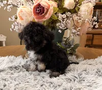 Andy, a male Maltipoo for sale in Winnsboro, TX – 6 of 6