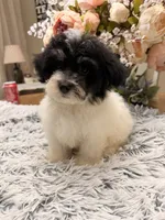 Beau, a male Maltipoo for sale in Winnsboro, TX – 6 of 6