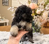 Andy, a male Maltipoo for sale in Winnsboro, TX – 4 of 6