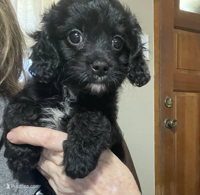 Hannah  – Cavapoo puppy for sale in Winnsboro, TX