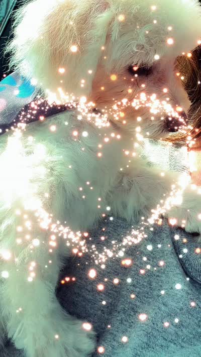Turbo, a male Maltipoo for sale in Winnsboro, TX – 4 of 4
