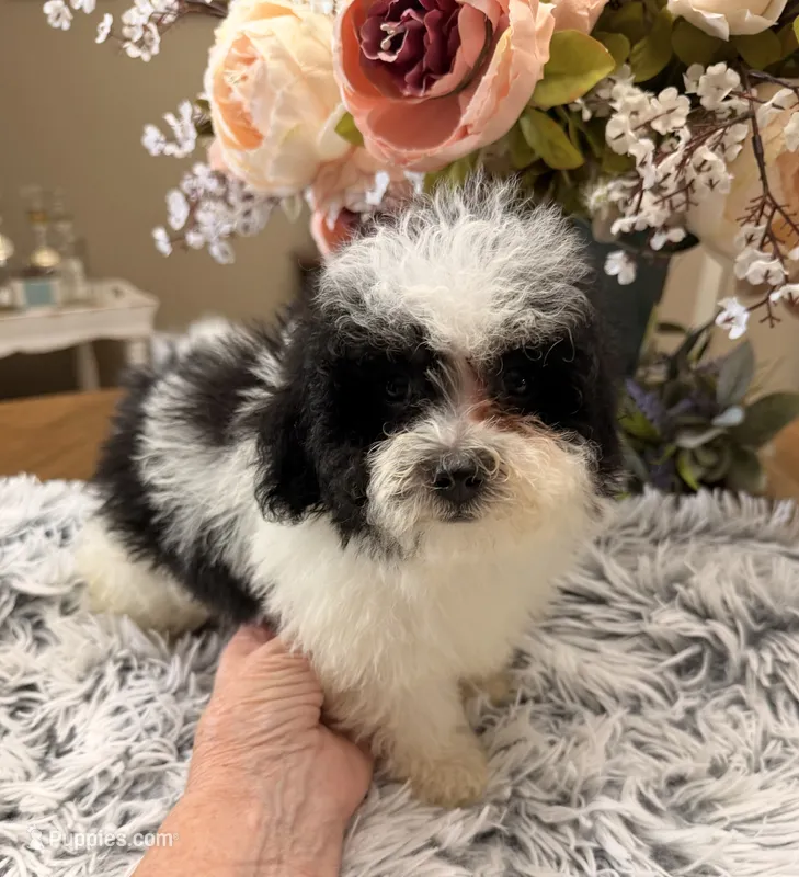 Gus – Maltipoo puppy for sale in Winnsboro, TX