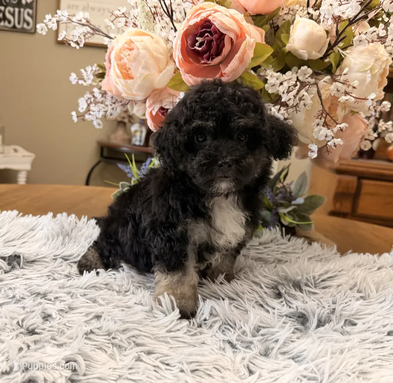 Andy – Maltipoo puppy for sale in Winnsboro, TX