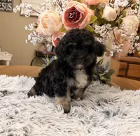 Andy, a male Maltipoo for sale in Winnsboro, TX – 1 of 6