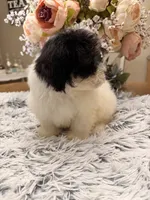 Beau, a male Maltipoo for sale in Winnsboro, TX – 5 of 6