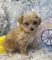 Tilly, a female Maltipoo for sale in Winnsboro, TX – Photo 4 of 10