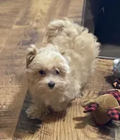 Tilly, a female Maltipoo for sale in Winnsboro, TX – Photo 8 of 10