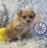 Tilly, a female Maltipoo for sale in Winnsboro, TX – Photo 6 of 10