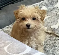 Tilly, a female Maltipoo for sale in Winnsboro, TX – Photo 10 of 10