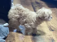 Tilly, a female Maltipoo for sale in Winnsboro, TX – Photo 7 of 10