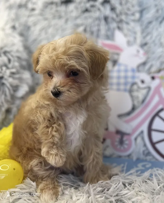 Tilly, a female Maltipoo for sale in Winnsboro, TX – Photo 1 of 10
