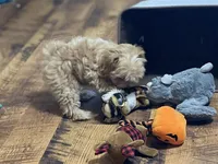 Tilly, a female Maltipoo for sale in Winnsboro, TX – Photo 9 of 10