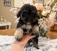 Andy, a male Maltipoo for sale in Winnsboro, TX – 3 of 6