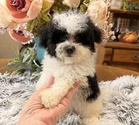 Gus, a male Maltipoo for sale in Winnsboro, TX – 5 of 6