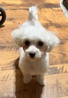 Turbo, a male Maltipoo for sale in Winnsboro, TX – 1 of 4