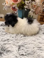 Beau, a male Maltipoo for sale in Winnsboro, TX – 3 of 6