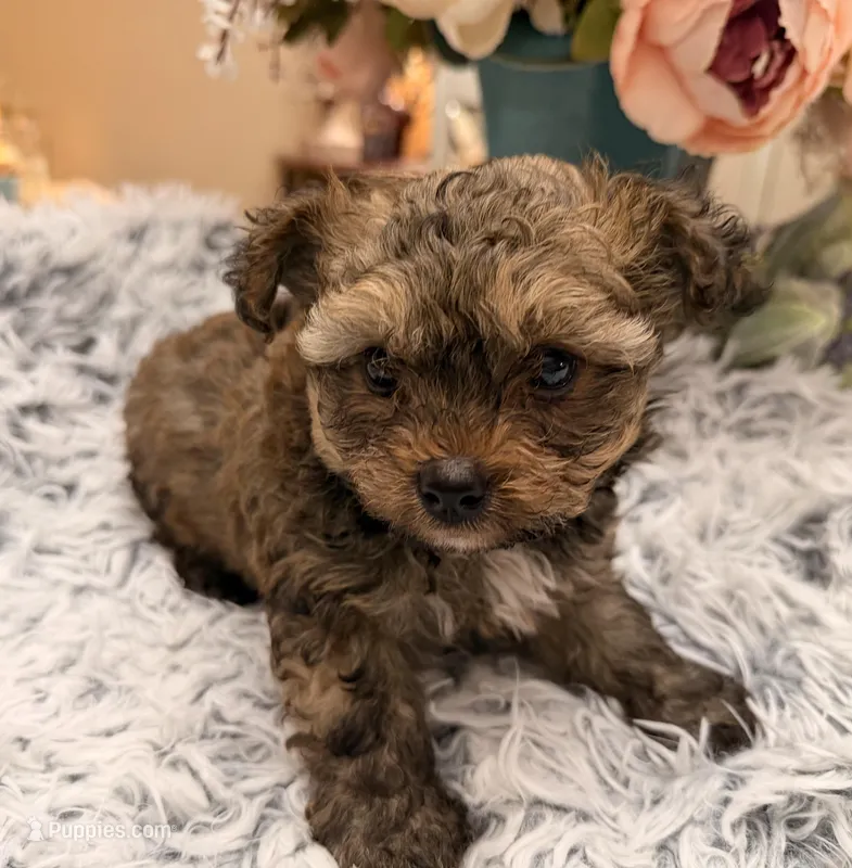 Kenny, a male Poodle - Toy  for sale in Winnsboro, TX – Photo 1 of 10