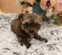 Kenny, a male Poodle - Toy  for sale in Winnsboro, TX – Photo 5 of 10