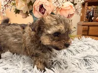 Kenny, a male Poodle - Toy  for sale in Winnsboro, TX – Photo 7 of 10
