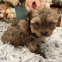 Kenny, a male Poodle - Toy  for sale in Winnsboro, TX – Photo 2 of 10