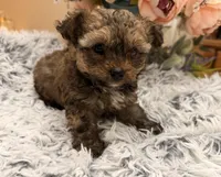 Kenny, a male Poodle - Toy  for sale in Winnsboro, TX – Photo 4 of 10