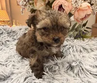 Kenny, a male Poodle - Toy  for sale in Winnsboro, TX – Photo 3 of 10