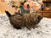 Kenny, a male Poodle - Toy  for sale in Winnsboro, TX – Photo 9 of 10