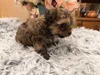 Kenny, a male Poodle - Toy  for sale in Winnsboro, TX – Photo 8 of 10