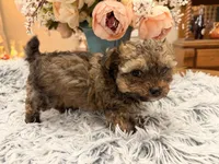 Kenny, a male Poodle - Toy  for sale in Winnsboro, TX – Photo 10 of 10