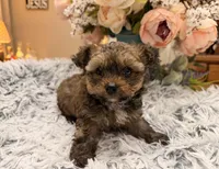 Kenny, a male Poodle - Toy  for sale in Winnsboro, TX – Photo 6 of 10
