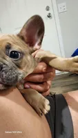 Seuss , a male French Bulldog for sale in Fort Myers, FL – Photo 2 of 6