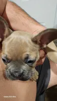 Seuss , a male French Bulldog for sale in Fort Myers, FL – Photo 1 of 6