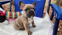 Seuss , a male French Bulldog for sale in Fort Myers, FL – Photo 6 of 6